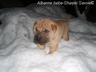Albanne  Sharpei bébé dans la neige