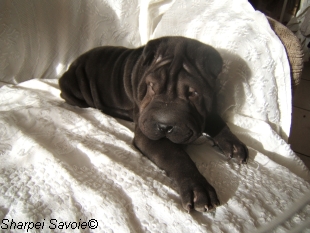 Alisé Sharpei couchée sur le canap