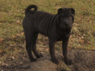 Alisée jeune Shar-pei 