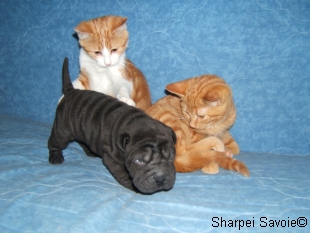 Alisée bébé Sharpei avec 2 chats