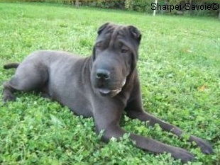 Alisé Shar-pei couchée au jardin