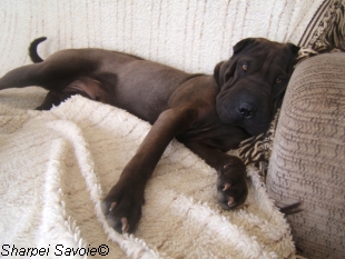 Alisé Shar-pei couchée