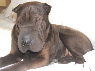 Alisé Shar-pei couchée