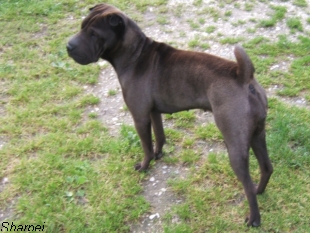 Alisé Sharpei au jardin