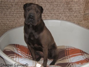Alisé Sharpei dans sa paniere