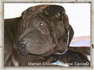 Portrait de la maman d'Alisée