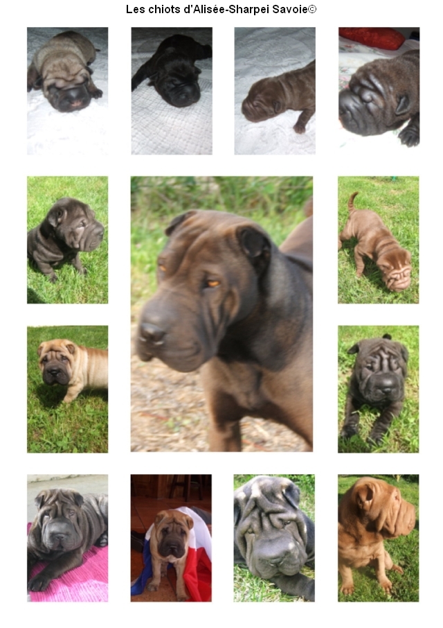 les chiots Shar-pei d'alisée