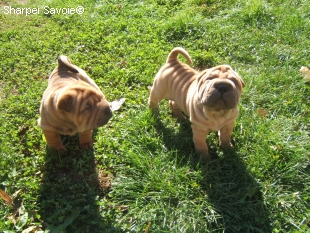 Chiots Sharpei au jardin