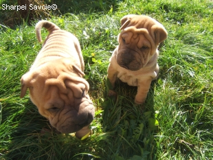 Chiots Sharpei au jardin