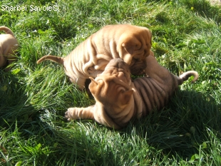 Chiots Sharpei au jardin