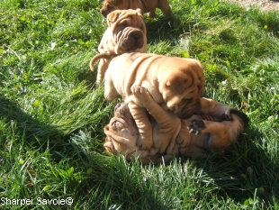 Chiots Sharpei au jardin