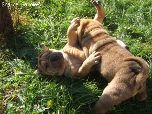 Chiots Sharpei au jardin