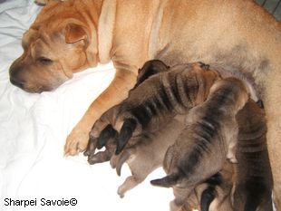 Chiots Sharpei de 11 jours à la tétée