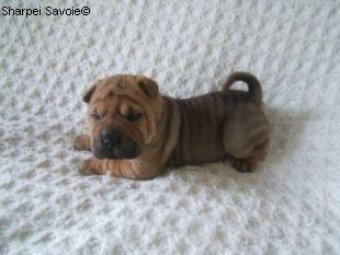 Chiot Sharpei femelle à 33 jours
