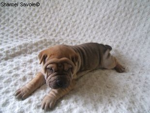 Chiot Sharpei femelle à 33 jours