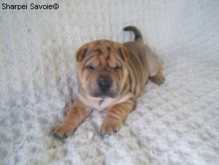 Chiot Sharpei femelle à 33 jours