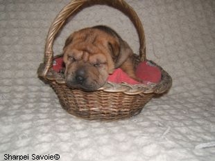 Chiot Sharpei femelle à 21 jours