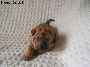 Chiot Sharpei femelle à 33 jours