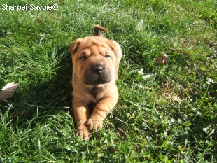 Chiot Sharpei femelle au jardin