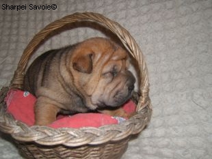 Chiot Sharpei femelle à 21 jours