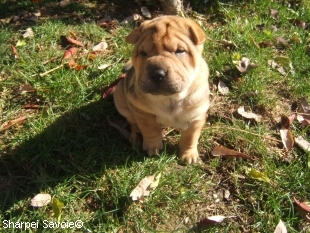 Chiot Sharpei femelle au jardin