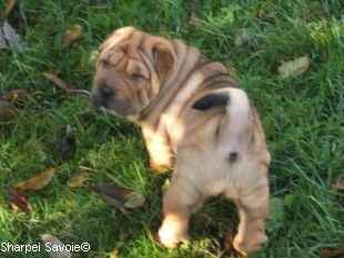 Chiot Sharpei femelle au jardin