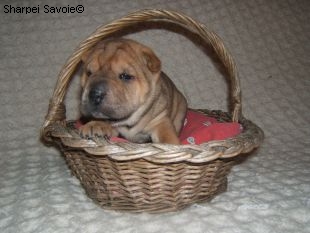 Chiot Sharpei femelle à 21 jours