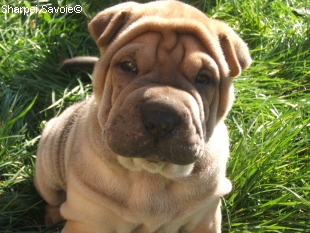Chiot Sharpei femelle au jardin