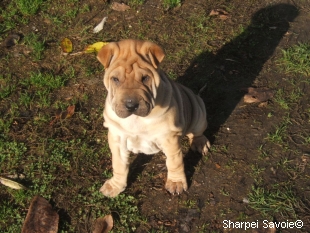 Chiot Sharpei femelle au jardin