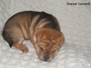 Chiot Sharpei femelle à 21 jours