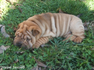 Chiot Sharpei femelle au jardin