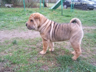 Chiot Sharpei femelle au jardin