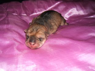 Chiot femelle 1er jour