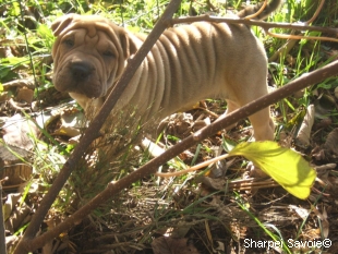 Chiot Sharpei femelle au jardin
