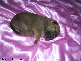 Chiot Sharpei femelle à 11 jours