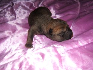 Chiot femelle 1er jour
