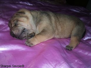 Chiot Sharpei femelle à 11 jours