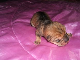 Chiot femelle 1er jour