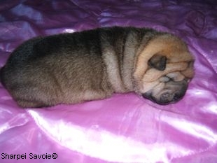 Chiot Sharpei femelle à 11 jours