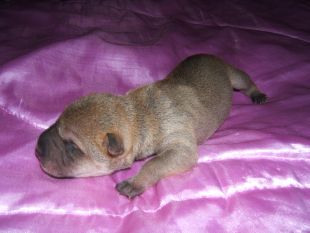 Chiot femelle 1er jour