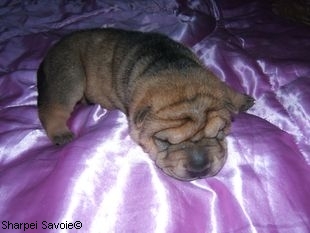 Chiot Sharpei femelle à 11 jours