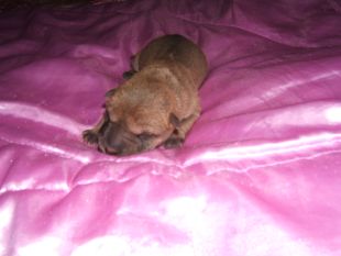 Chiot femelle 1er jour