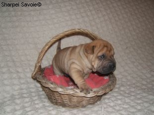 Chiot Sharpei mâle à 21 jours