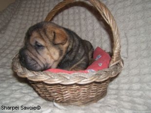 Chiot Sharpei mâle à 21 jours