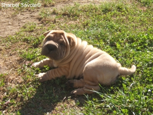 Chiot Sharpei mâle au jardin