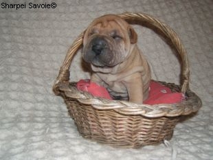 Chiot Sharpei mâle à 21 jours