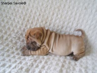Chiot Sharpei mâle à 33 jours