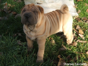 Chiot Sharpei mâle au jardin