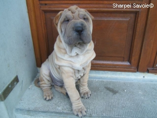 Chiot Sharpei mâle au jardin