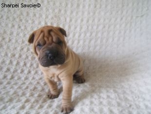 Eddy Chiot Sharpei mâle à 33 jours